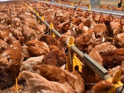 A picture taken, on February 3, 2017, in Crannes-en-Champagne, western France, show a "Geline de Loue" chicken. - The cultivation of GMOs has been banned since 2008 in France but the country continues to import tons of genetically modified soybean to feed its chickens, cows and pigs, animal products that end up on the plate of consumers often misinformed. (Photo by JEAN-FRANCOIS MONIER / AFP)