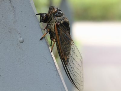 cicada-3620411_1920